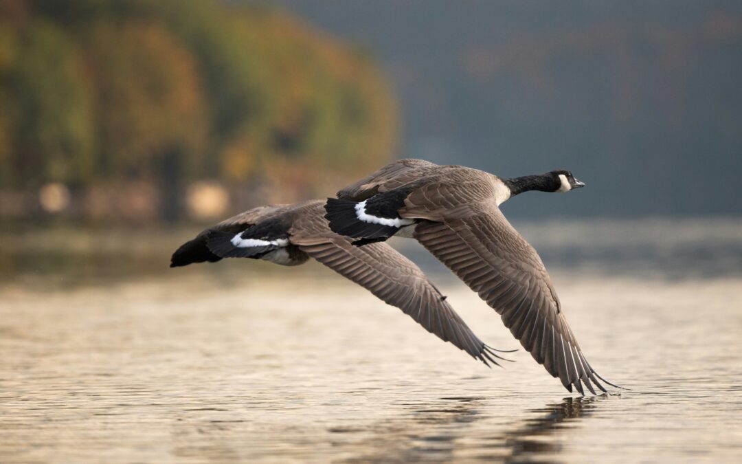 Winged Flight