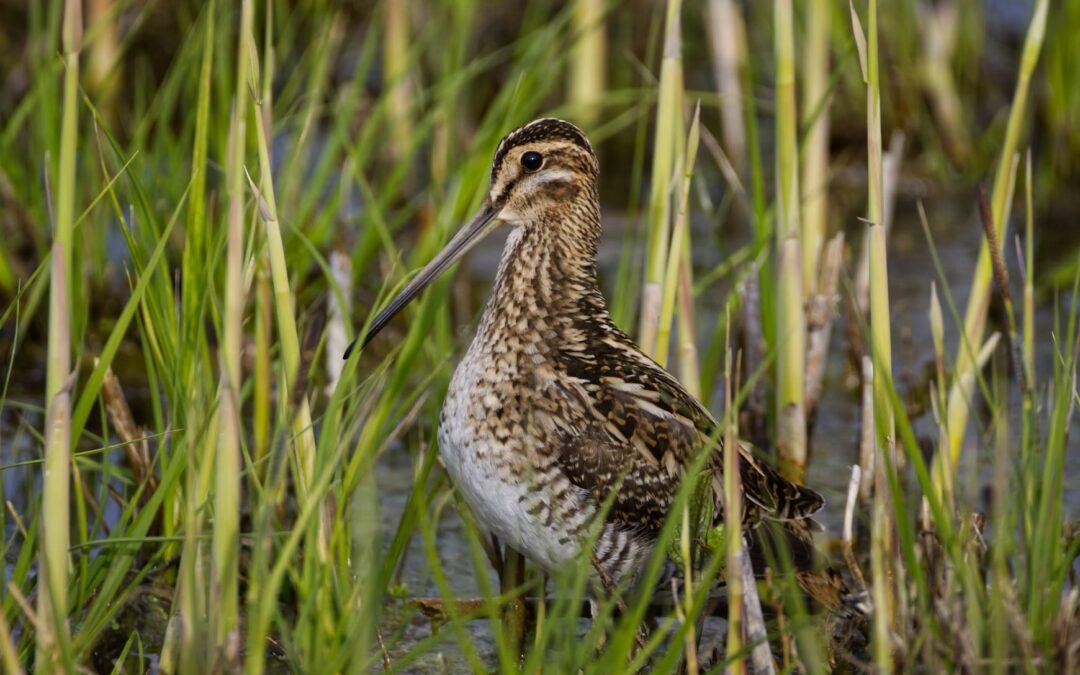 Snipe Hunting