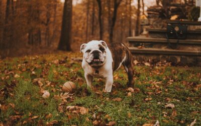Winston