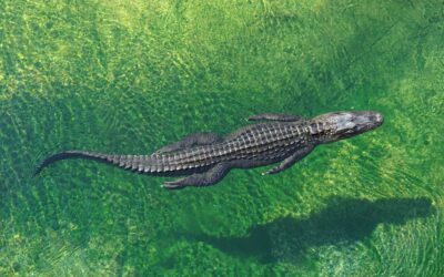 An Alligator in Kansas