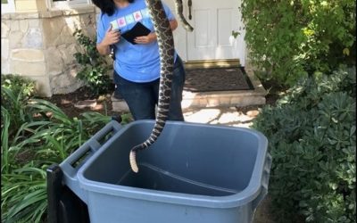 Snake Hunting